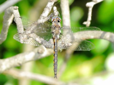  Epitheca Species