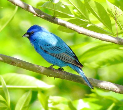 Indigo Bunting