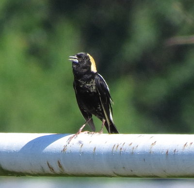 Bobolink