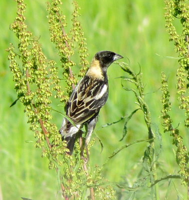 Bobolink