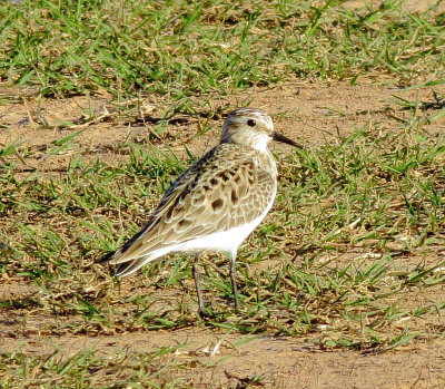 Baird's Sandpiper