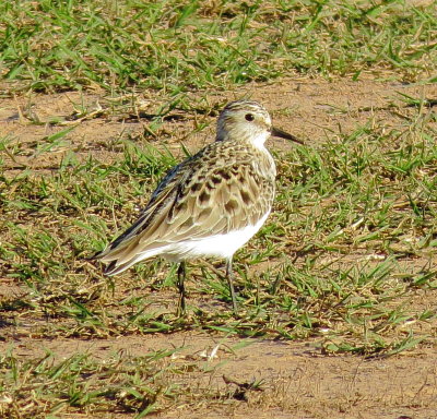 Baird's Sandpiper