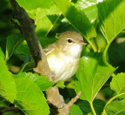 Bell's Vireo