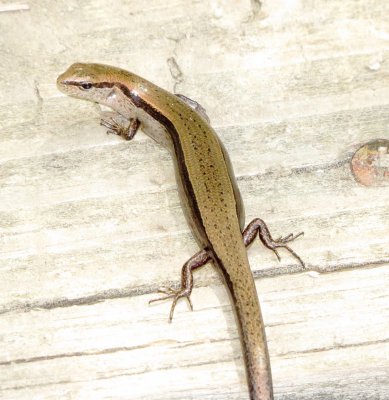 Little Brown Skink