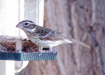 Rose-Breasted Grosbeak