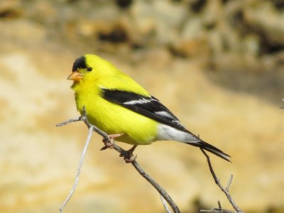 American Goldfinch