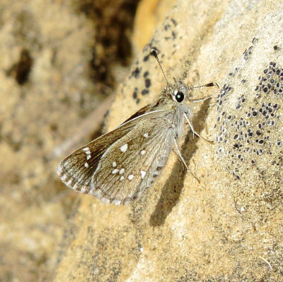 Dotted Roadside Skipper