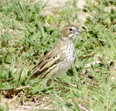 Lark Bunting
