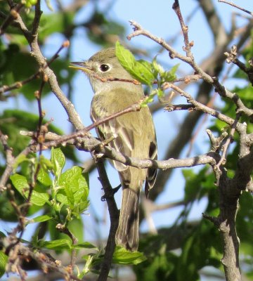 Empidonax Species