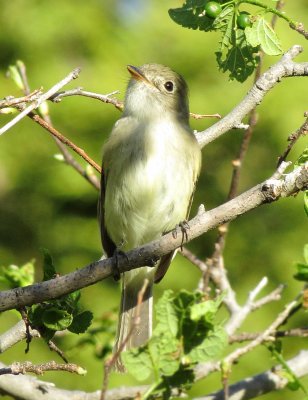Empidonax Species