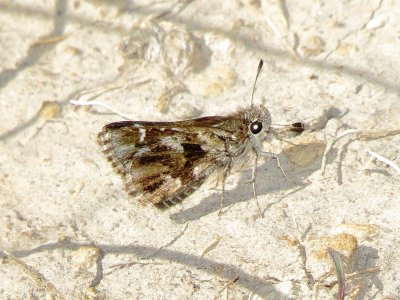Nysa Roadside Skipper