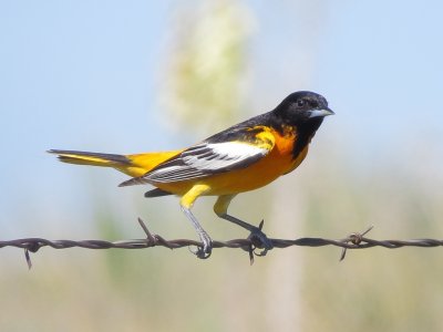 Bullock's X Baltimore Oriole
