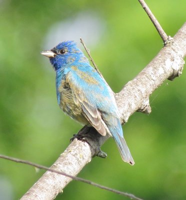 Indigo Bunting