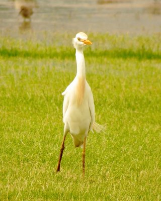 Cattle Egret