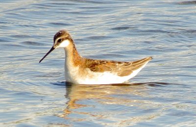 Wilson's Phalarope