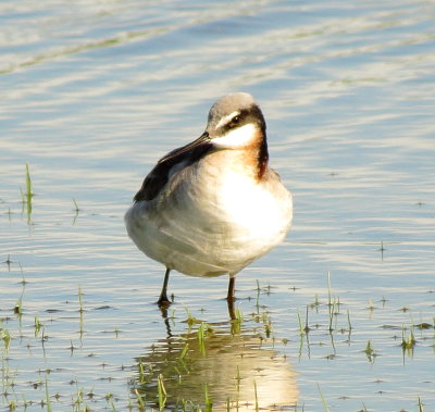 Wilson's Phalarope