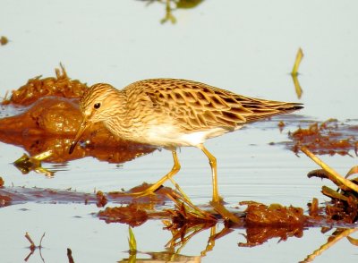 Pectoral Sandpiper