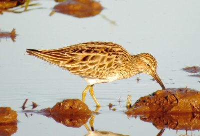 Pectoral Sandpiper