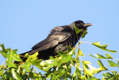 Fish Crow