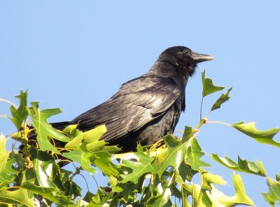 Fish Crow