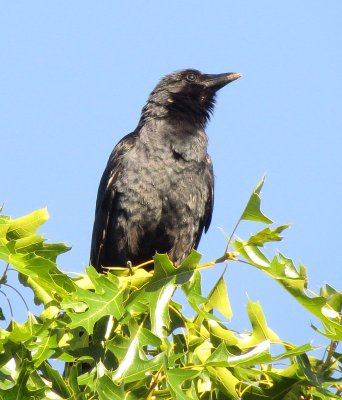 Fish Crow