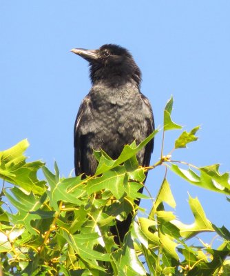 Fish Crow