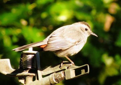 Gray Catbird