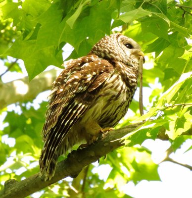 Barred Owl