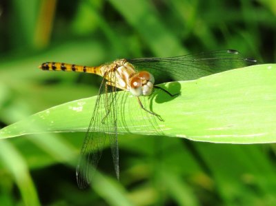 Blue-Faced Meadowhawk