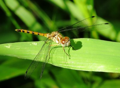 Blue-Faced Meadowhawk