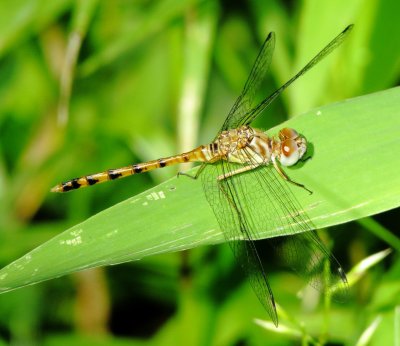 Blue-Faced Meadowhawk