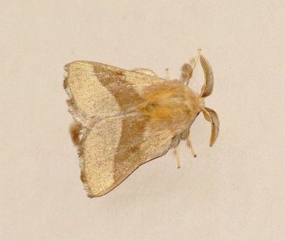 Forest Tent Caterpillar Moth