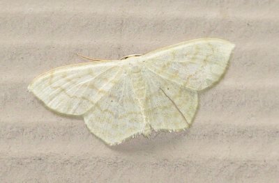 Geometer Moth Species