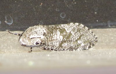Carpenterworm Moth