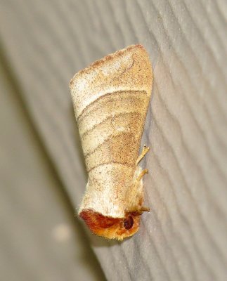 Genus Datana