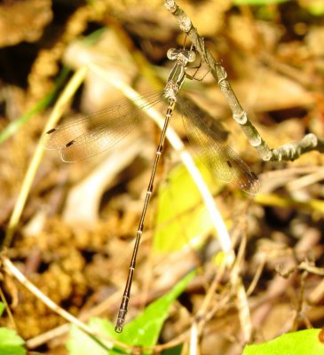 Slender Spreadwing