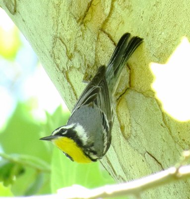 Yellow-Throated Warbler