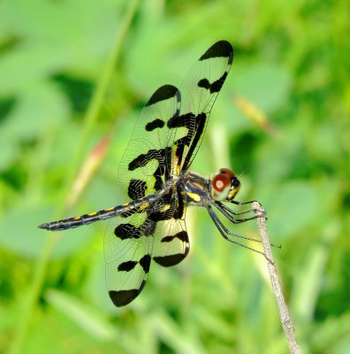 Banded Pennant