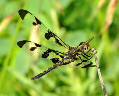 Banded Pennant