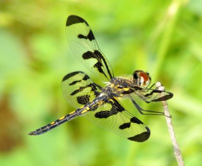 Banded Pennant