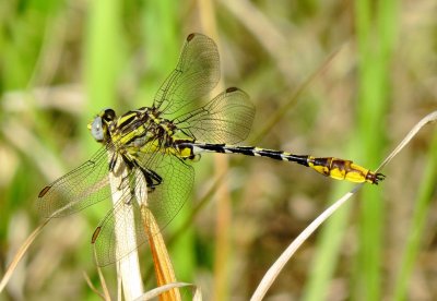 Sulphur-Tipped Clubtail