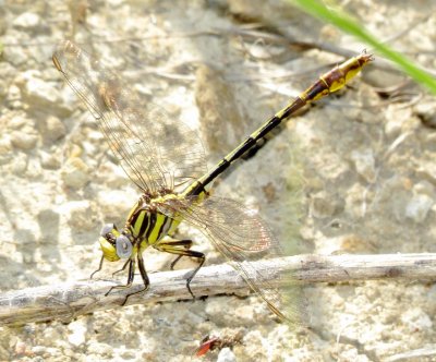 Sulphur-Tipped Clubtail