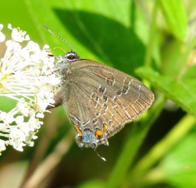 Banded or Hickory Hairstreak