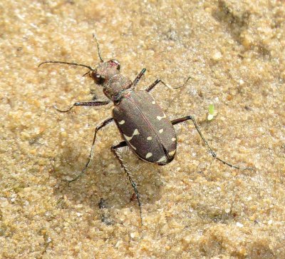 Twelve-Spotted Tiger Beetle
