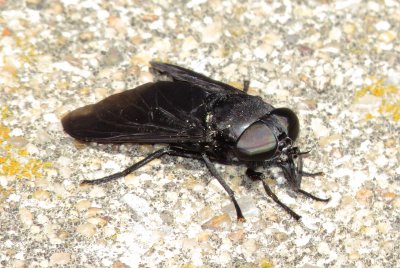Black Horsefly