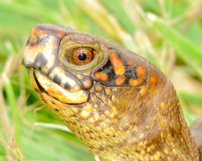 Three-Toed Box Turtle