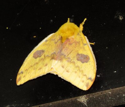Io Moth