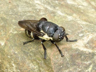 Rodent and Lagomorph Bot Fly Species