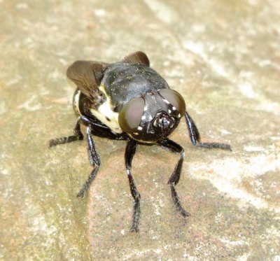 Rodent and Lagomorph Bot Fly Species