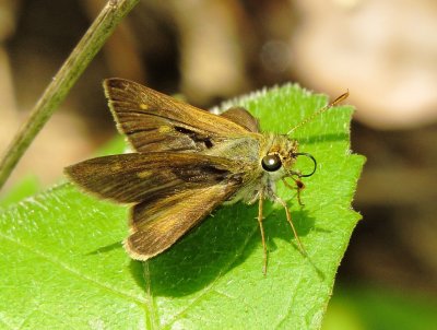 Skipper Species